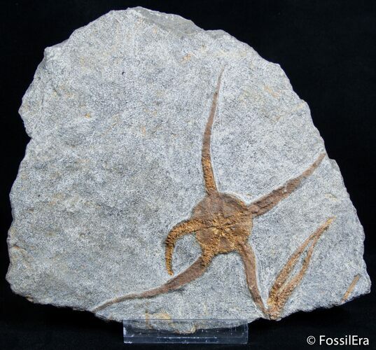Inch Fossil Starfish/Brittle Star #2688